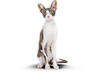 Кот толстый